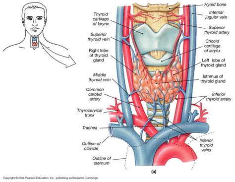 Pin by ENT Clinic on Thyroid | Thyroid anatomy, Thyroid gland, Thyroid