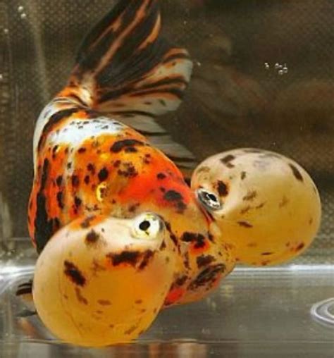 Bubble Eye Goldfish (Carassius auratus) | Tropical Fish Keeping