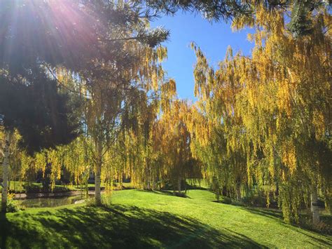 12 Common Species of Willow Trees and Shrubs