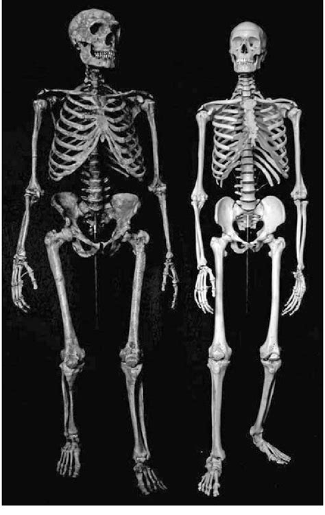 3 Reconstructed Neanderthal and modern human skeleton. Note the ...