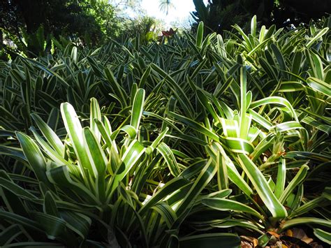 Free stock photo of cairns, canopy, rainforest