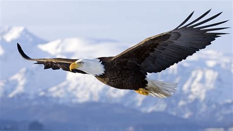 Eagle 1080P, 2K, 4K, 5K HD wallpapers free download | Wallpaper Flare