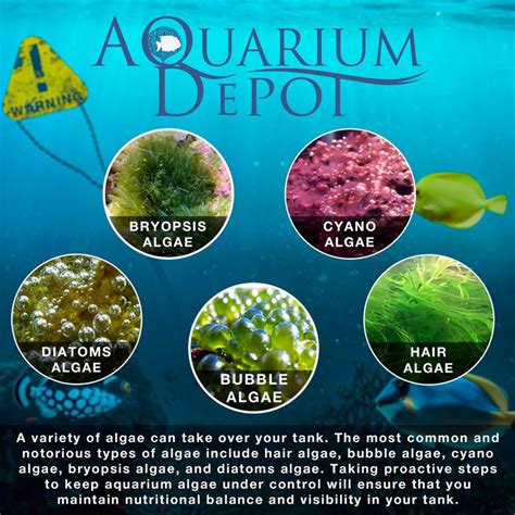 Controlling Algae in Your Aquarium: An Expert's Guide - My Reef | Saltwater tank, Algae ...