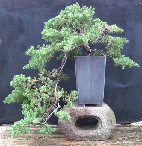 Bonsai Beginnings: Juniperus procumbens 'Nana'