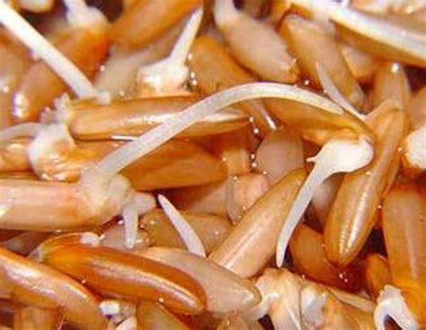 Brown Rice, GBR or GABA Rice and its Health Benefits | HubPages