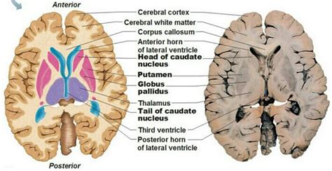 Basal ganglia section | Basal ganglia, Basal ganglia anatomy, Brain anatomy