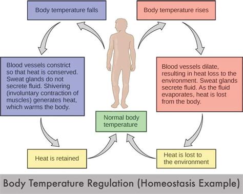 Excretion and Homeostasis - SCIENCE IS LIFE