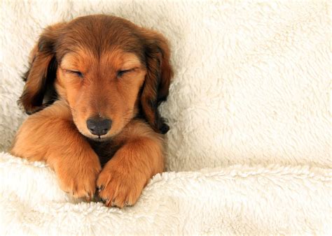 Should You Let Your Puppy Sleep with You in Bed? — The Puppy Academy