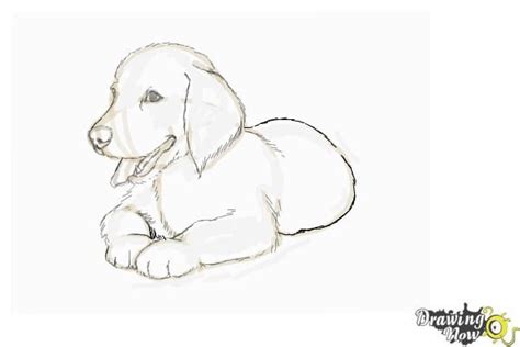 How to Draw a Golden Retriever Puppy | Golden retriever drawing, Animal ...