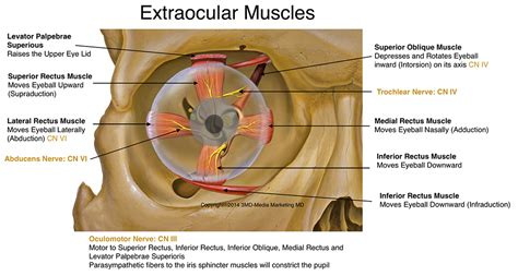 Strabismus Surgery for Misaligned Eyes, Crossed Eyes, or Wall Eyes