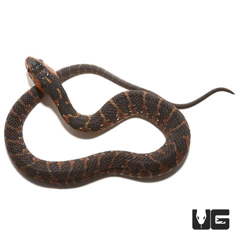 Baby Banded Water Snakes For Sale - Underground Reptiles