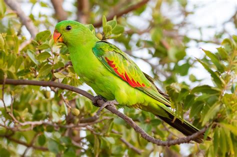 Australian Parrots - Australia's Wonderful Birds