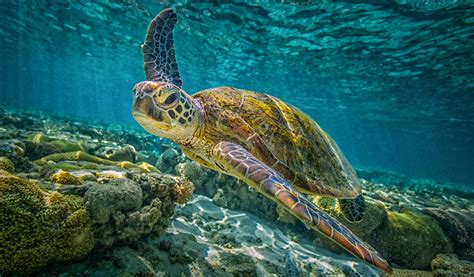 Visit Sea Turtles in Florida at the Loggerhead Marine life Center