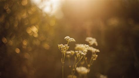 bokeh, Nature, Flowers, Sunlight, Depth Of Field Wallpapers HD ...