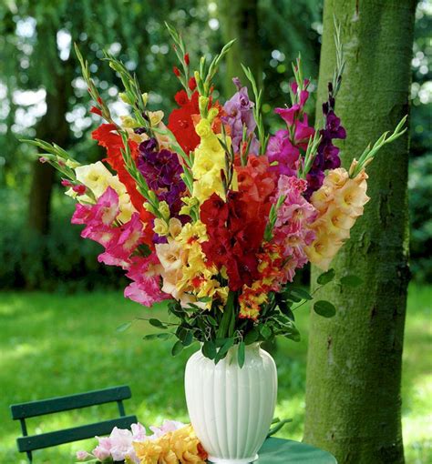 Top Beautiful 20 Gladiolus Flower Ideas for Your Garden https ...