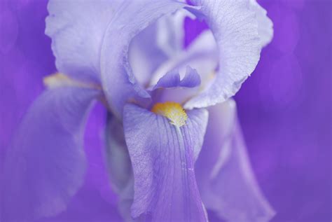 Free Images : nature, blossom, petal, bloom, summer, spring, blue, flora, close up, eye, violet ...