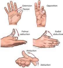 Ape Hand Deformity: Cause, Symptoms, Treatment, Exercise