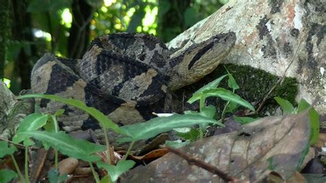 The Jumping Pit Viper (Atropoides Mexicanus) - YouTube