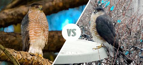 Cooper’s Hawks vs Sharp-Shinned Hawks: What’s the Difference? - Optics Mag