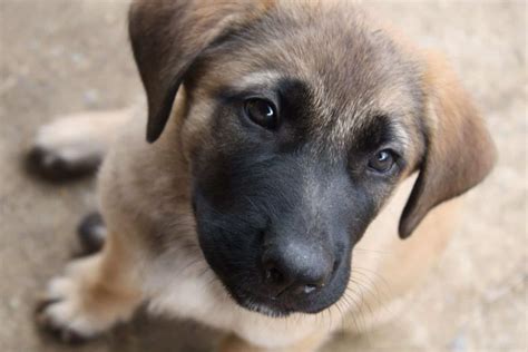 The German Shepherd Mastiff Mix: The Secret Behind The Amazing Giant