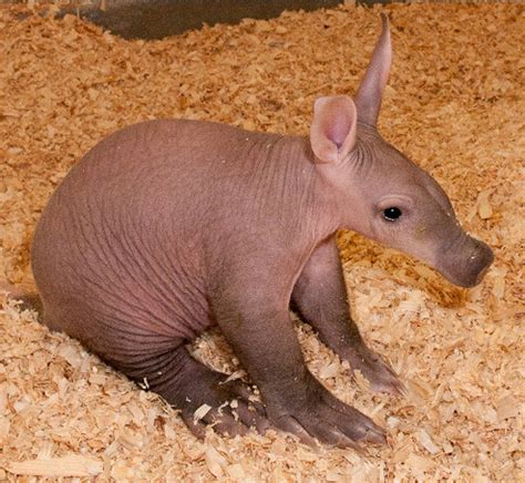 baby aardvark!!!!! | my new favorite late night internet bro… | Flickr