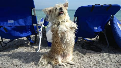 Best Pet Friendly Beaches In Florida | GoPetFriendly