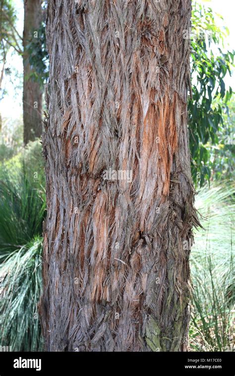 Eucaluptus globoidea or known as White Stringybark is a tree native to Eastern Australia Stock ...