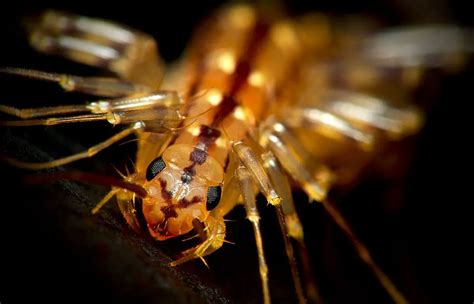 House Centipede | The Animal Facts | Appearance, Diet, Habitat, Behavior