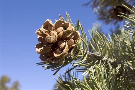 How to Harvest Pine Nuts | Hunker