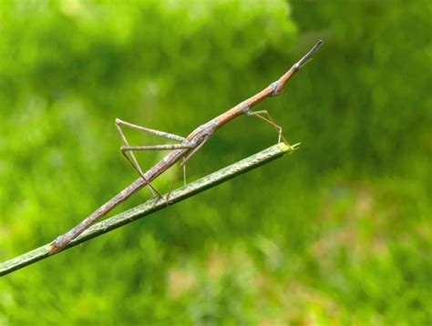 Stick Insect Facts | Phasmatodea - AZ Animals