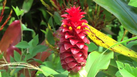 Hawaiian Ginger, Flowers in Bloom | Kailua-Kona - YouTube