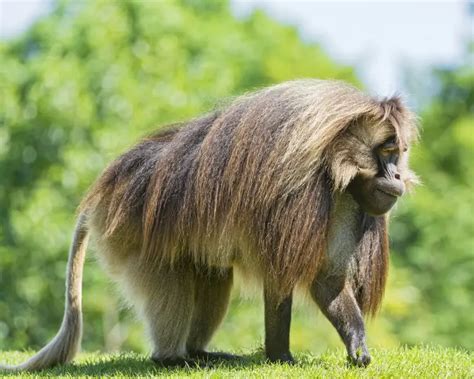 Gelada - Facts, Diet, Habitat & Pictures on Animalia.bio