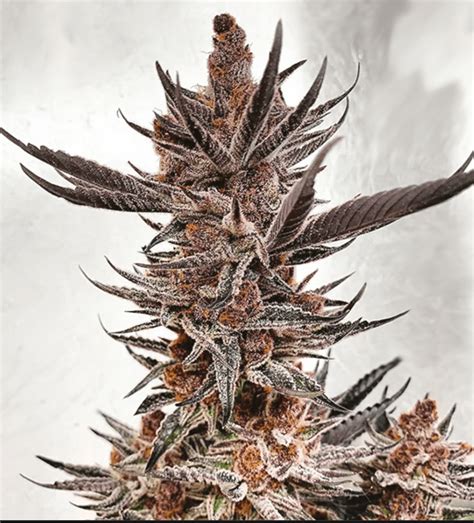 PURPLE TROPICANA COOKIES AUTO - LAB GRADE SEEDS