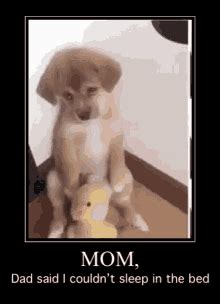 Sad Puppy Face GIFs | Tenor