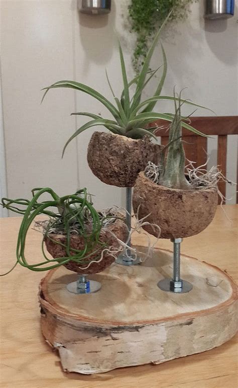 51 Most Amazing Air Plant Display Ideas | Balcony Garden Web