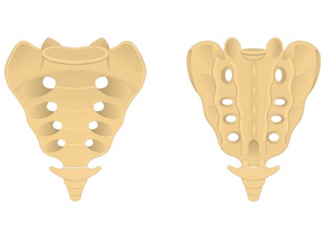 Sacrum and Coccyx Anatomy | GetBodySmart