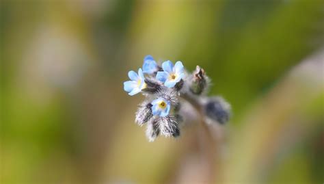 Free Images : nature, blossom, flower, petal, live, green, botany, flora, fauna, wildflower ...