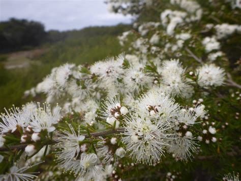 Kunzea Essential Oil | Kunzea Oil Essentially Australia