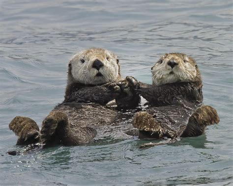 Sea Otter – Facts, Size, Habitat, Pictures