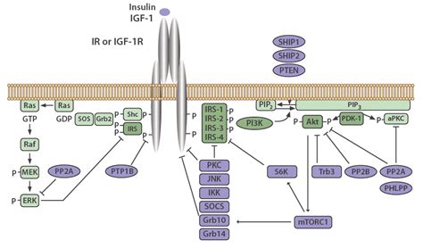 Insulin Signaling Pathway | Antibodies.com