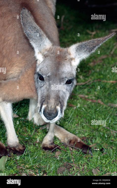 Portrait of Macropus rufus- Family Macropodidae Stock Photo - Alamy