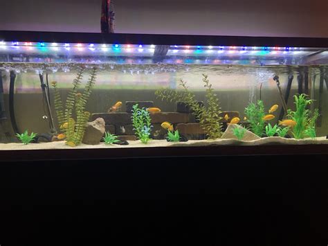 FTS Friday. My 125 gallon cichlid tank : r/Aquariums