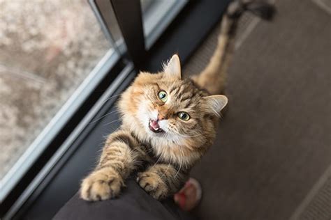 6 Reasons Your Cat is Meowing Excessively - Lakeland Animal Clinic