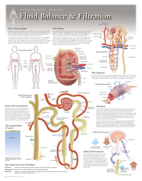 Fluid Balance | Scientific Publishing