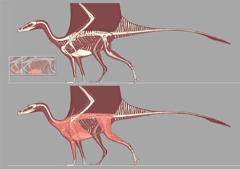 Dragon Anatomy Draft by Rasa88 | Animali