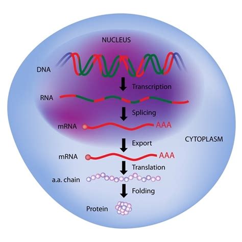 Gene Expression: An Overview