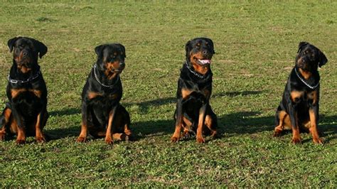 55+ Female Rottweiler Temperament - l2sanpiero