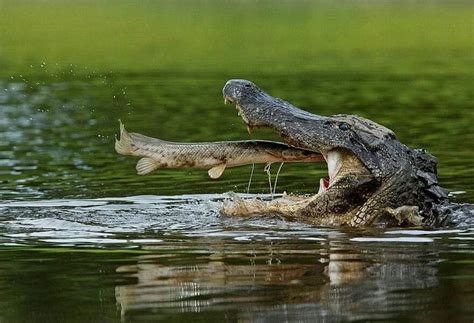 Fish making a predators life easier : r/natureismetal