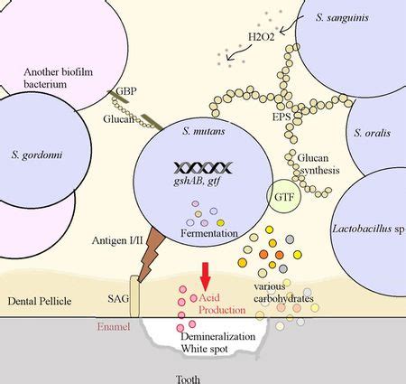 Streptococcus mutans biofilm - microbewiki