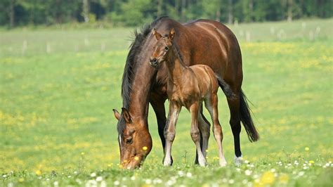 Embryo transfer in horses: how it works and what it costs